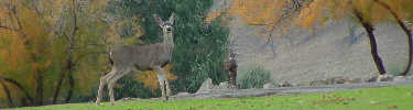 Deer among the autumn walnut trees